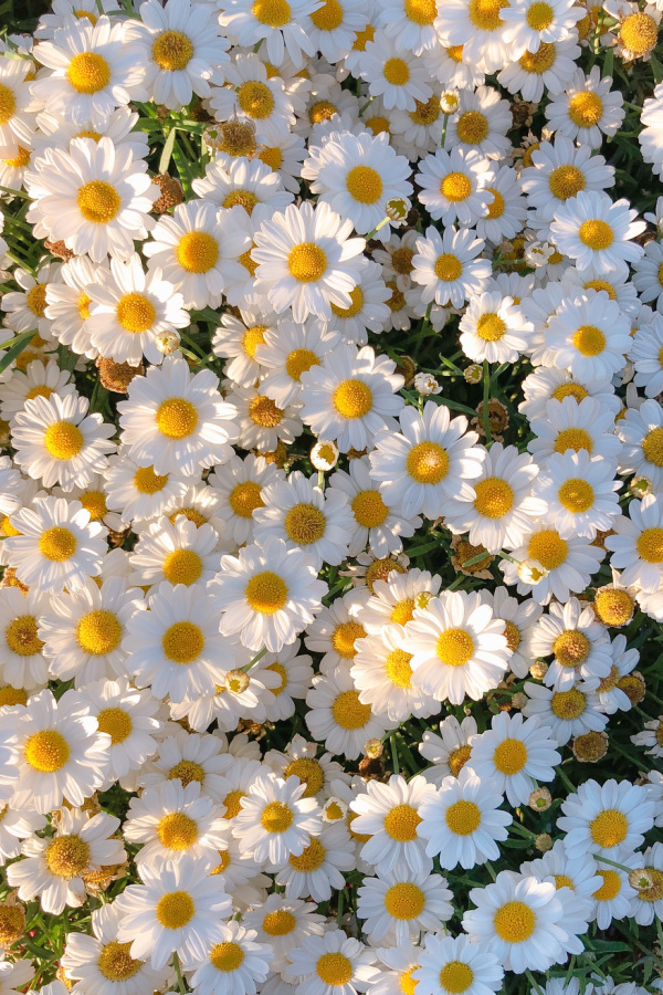 Hình nền hoa trắng đáng yêu esthetic cho điện thoại của bạn với những họa tiết hoa trắng bay bổng sẽ khiến bạn cảm thấy thật tươi mới và yêu đời hơn. Vẻ đẹp trong trẻo và dịu dàng của hình nền này chắc chắn sẽ gây ấn tượng với những ai yêu thích vẻ đẹp nhẹ nhàng và tinh tế. Hãy xem hình ảnh liên quan để thưởng thức vẻ đẹp của hình nền này.