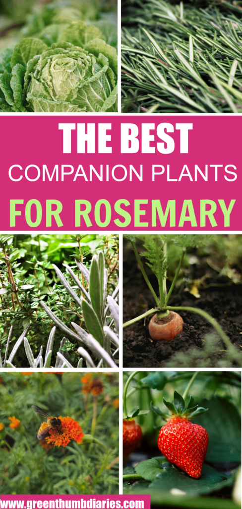 Best Companion Plants For Rosemary, growing rosemary, companion plants, companion planting, compannion planting herbs, companion planting guide