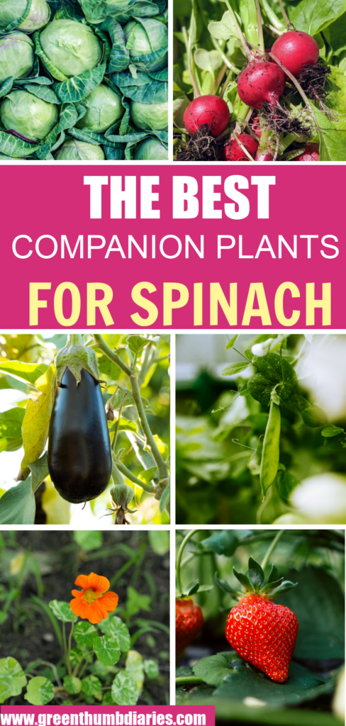 companion plants, best companion plants for spinach, spinach companion plants, companion planting