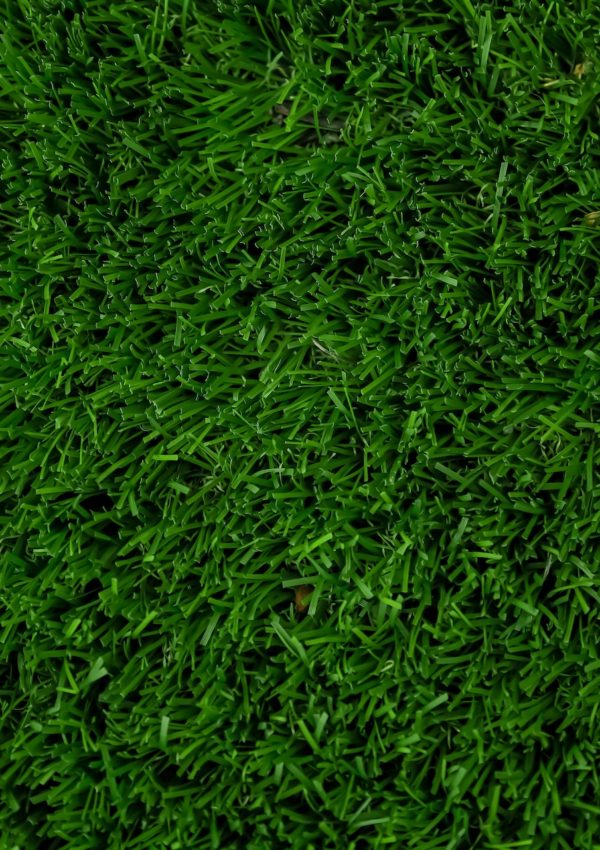 The Best Types of Shade Tolerant Sod: Top Picks for a Lush Lawn