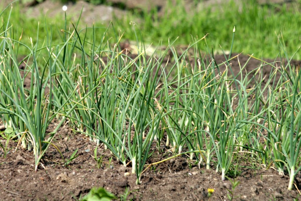 How to Grow Garlic From A Clove, how to grow garlic, growing garlic
