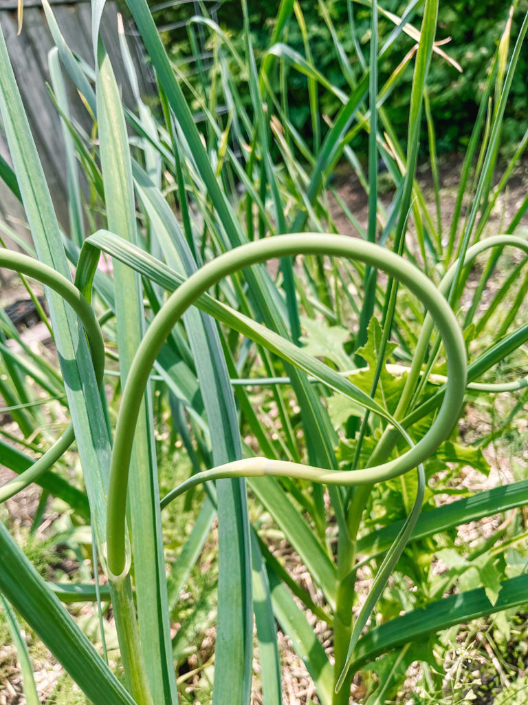 How to Grow Garlic From A Clove, how to grow garlic, growing garlic, garlic scapes
