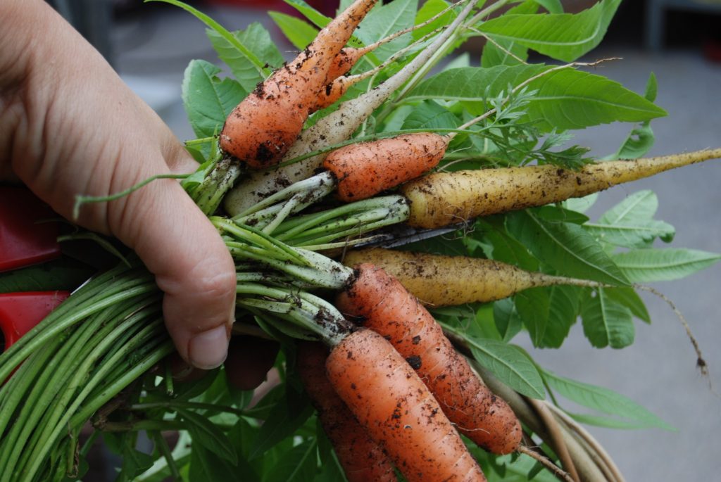 Best Vegetables that Grow in Partial Shade, carrots, growing carrots
