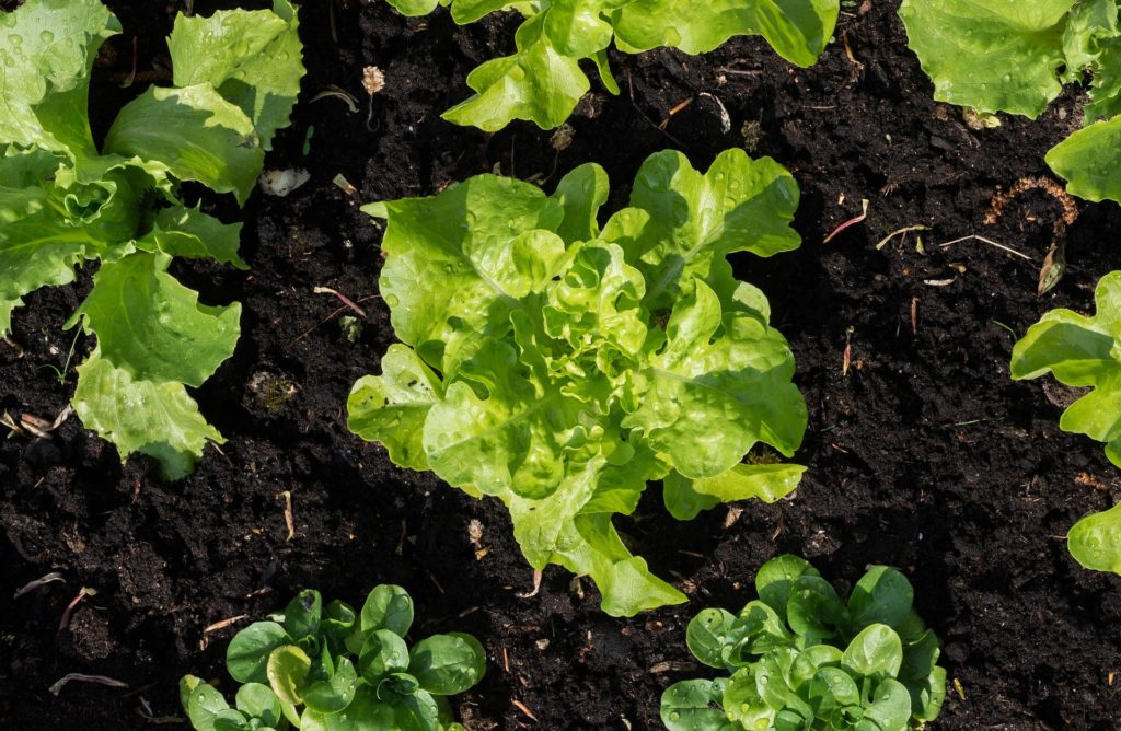 Best Vegetables that Grow in Partial Shade, lettuce, growing lettuce