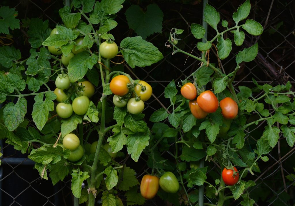 Best Vegetables that Grow in Partial Shade, growing tomatoes, shade loving vegetables