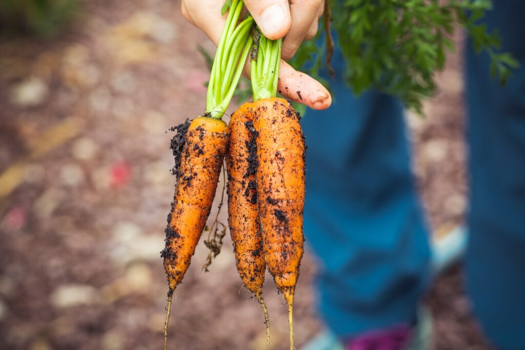 companion plants for arugula, carrots, gardening