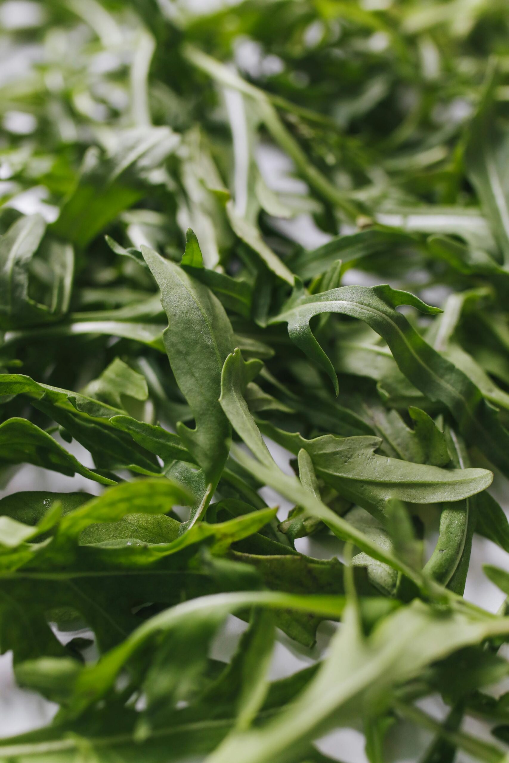 Companion Plants for Arugula: Boost Growth and Flavor